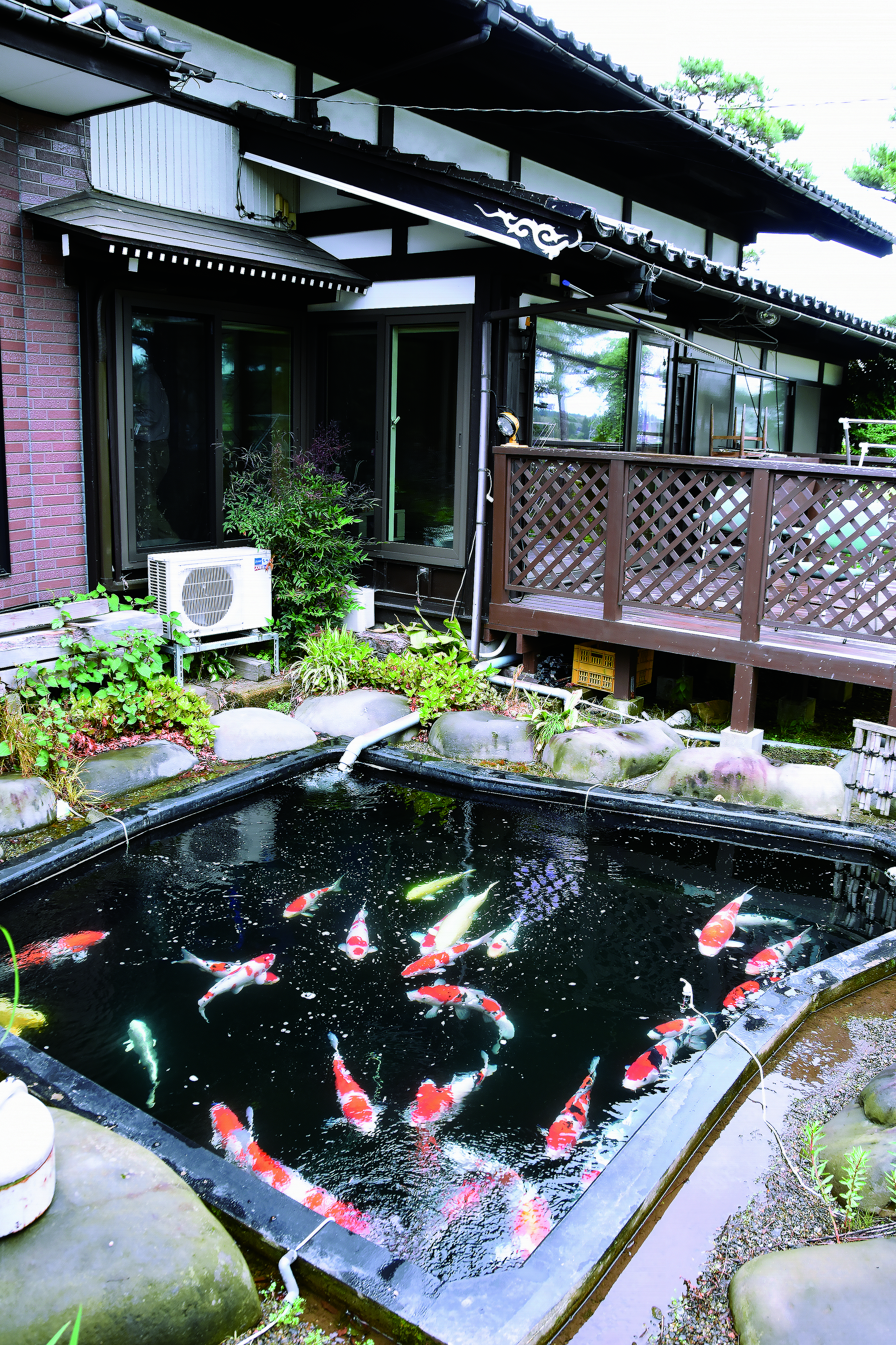 主池是所谓的“主力”锦鲤的池子。这个地方曾经有一个水池来蓄水.jpg